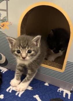 Ginchi -  Domestic Short Hair and Tabby Cat for Adoption in Emerald Isle, North Carolina - Ginchi | PetCurious