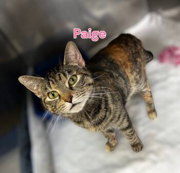 Rescue Domestic Short Hair Cats for Adoption in Jim Thorpe, Pennsylvania - Paige | PetCurious