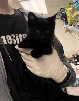 Domestic Short Hair Cats Available for Adoption in Omaha, Nebraska - WEASEL | PetCurious