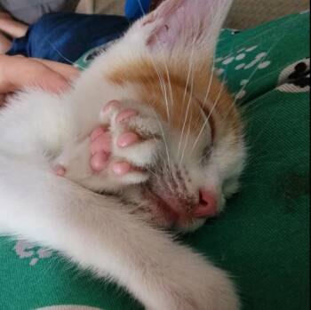 Rescue Domestic Short Hair Cats for Adoption in Clarksville, Tennessee - Creamsicle Kazoo | PetCurious