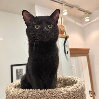 Uno -  Domestic Short Hair Cat for Adoption in Gibsonia, Pennsylvania - Uno | PetCurious