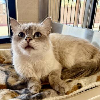 Snow -  Domestic Medium Hair Cat for Adoption in Riverside, California - Snow | PetCurious