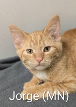 Rescue Domestic Short Hair Cats for Adoption in Mazon, Illinois - Jorge | PetCurious