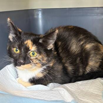 Mitzy -  Domestic Short Hair Cat for Adoption in Nashville, Tennessee - Mitzy | PetCurious
