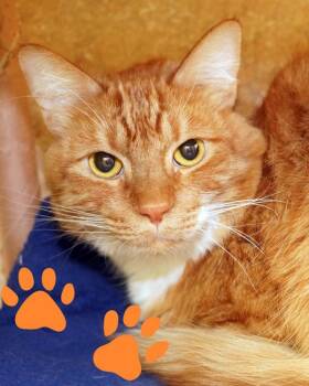 Rescue Domestic Medium Hair Cats for Adoption in Novato, California - Dr. Pumpkin | PetCurious