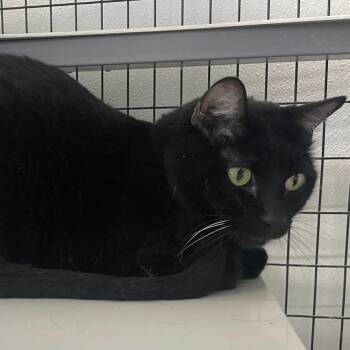 Domestic Short Hair Cats Available for Adoption in Kingman, Kansas - Shadow | PetCurious