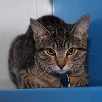 Rescue Domestic Short Hair Cats for Adoption in Port Washington, New York - Blossom | PetCurious