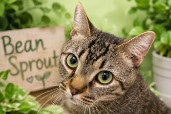Tabby Cats Available for Adoption in Greenville, Delaware - Bean Sprout (FCID# 05/11/2026 - 31 Trainer) | PetCurious