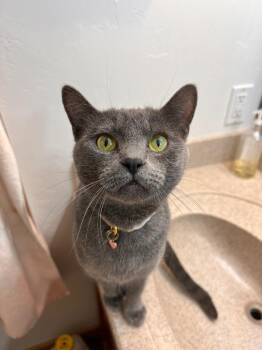 Freya -  Domestic Short Hair Cat for Adoption in Millcreek, Utah - Freya | PetCurious