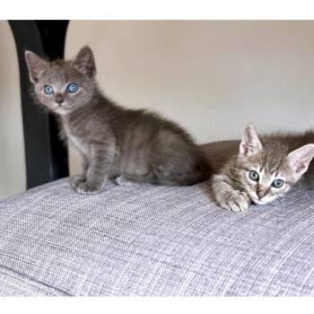 Domestic Short Hair Cats Available for Adoption in Austin, Texas - Jalapeno Poppers 6 | PetCurious