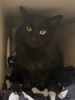 Domestic Long Hair Cats Available for Adoption in Mason City, Iowa - Echo | PetCurious