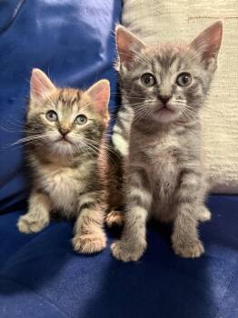 Cinnamon and Swirl -  Domestic Short Hair Cat for Adoption - Cinnamon And Swirl | PetCurious