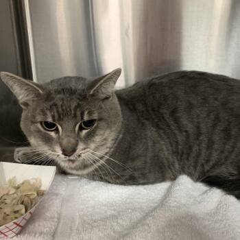Telly Kelly -  Domestic Short Hair Cat for Adoption in Pasadena, California - Telly Kelly | PetCurious