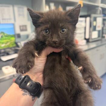 Domestic Medium Hair Cats Available for Adoption in Greensboro, North Carolina - Apple Jacks | PetCurious