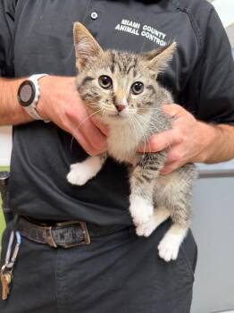 Jade -  Domestic Short Hair Cat for Adoption in Troy, Ohio - Jade | PetCurious