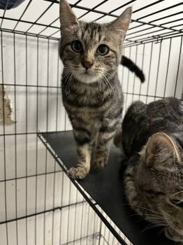 Rescue Domestic Short Hair Cats for Adoption in Ontario, California - Lina | PetCurious