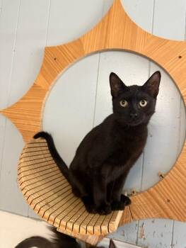 Rescue Domestic Short Hair Cats for Adoption in Parlier, California - Cat 26952 (Miles) | PetCurious