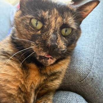 Domestic Short Hair Cats Available for Adoption - Charli | PetCurious