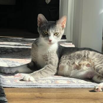 Miley -  Domestic Short Hair Cat for Adoption in Fort Smith, Arkansas - Miley | PetCurious