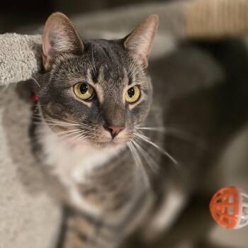 Rescue Tabby Cats for Adoption in North Bergen, New Jersey - Angelina | PetCurious
