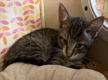 A229682 -  Domestic Short Hair Cat for Adoption in Woodland, California - A229682 | PetCurious