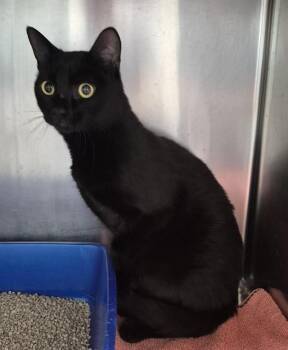 MIDNIGHT -  Domestic Short Hair Cat for Adoption in Vaughan, Ontario - MIDNIGHT | PetCurious