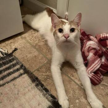 Rescue American Bobtail Cats for Adoption in Jacksonville, Florida - Nilah | PetCurious