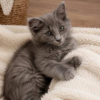 Domestic Medium Hair Cats Available for Adoption in Tustin, California - Mars | PetCurious