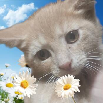 Adorable Killian -  Domestic Short Hair Cat for Adoption in Elizabeth, Pennsylvania - Adorable Killian | PetCurious
