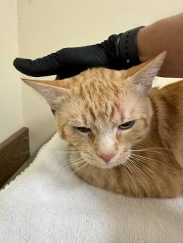 CHICKEN BAKE -  Domestic Short Hair Cat for Adoption in Fremont, California - CHICKEN BAKE | PetCurious