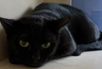 Broadfork -  Domestic Short Hair Cat for Adoption in Chamblee, Georgia - Broadfork | PetCurious