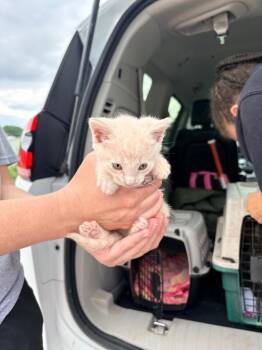 Abbott Kitten 7 -  Domestic Short Hair Cat for Adoption in Morgantown, Kentucky - Abbott Kitten 7 | PetCurious