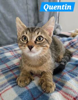 Quentin -  Tabby Cat for Adoption in Quail Heights, Florida - Quentin | PetCurious