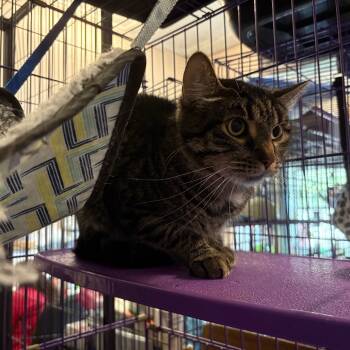 Rescue Domestic Short Hair Cats for Adoption in Saugerties, New York - Louie | PetCurious