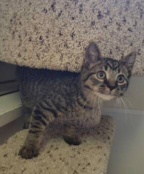 CALYPSO -  Domestic Short Hair Cat for Adoption in Sandusky, Ohio - CALYPSO | PetCurious