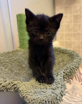 Domestic Short Hair Cats Available for Adoption in Geneseo, Illinois - Pitter Patter | PetCurious