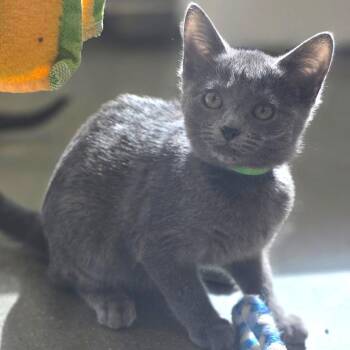 Dunkin Donut -  Domestic Short Hair Cat for Adoption in Fort Wayne, Indiana - Dunkin Donut | PetCurious