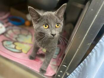 SULLY -  Domestic Short Hair Cat for Adoption in Fort Wayne, Indiana - SULLY | PetCurious
