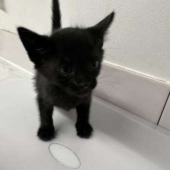 Angelique -  Domestic Short Hair Cat for Adoption in St. Louis, Missouri - Angelique | PetCurious
