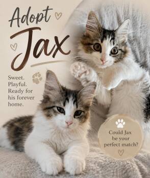 Jax -  Domestic Long Hair Cat for Adoption in San Tan Valley, Arizona - Jax | PetCurious