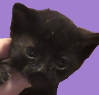 Domestic Short Hair Cats Available for Adoption in Savannah, Georgia - Eliana | PetCurious