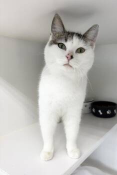 Domestic Short Hair Cats Available for Adoption - Snowy | PetCurious