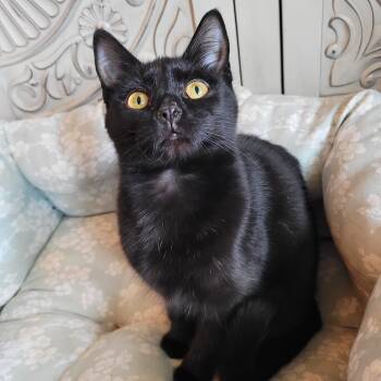 Domestic Short Hair Cats Available for Adoption in Indianapolis, Indiana - Jell-o | PetCurious