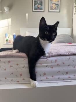 Birch -  Domestic Short Hair Cat for Adoption in San Jose, California - Birch | PetCurious