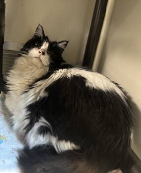 Rescue Domestic Long Hair Cats for Adoption in Santa Rosa, California - Emma | PetCurious