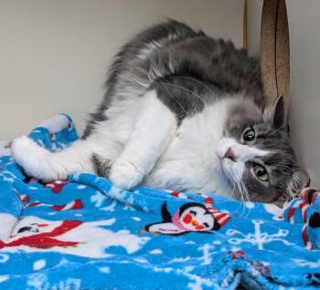 Gypsy -  Domestic Medium Hair Cat for Adoption in Little Rock, Arkansas - Gypsy | PetCurious
