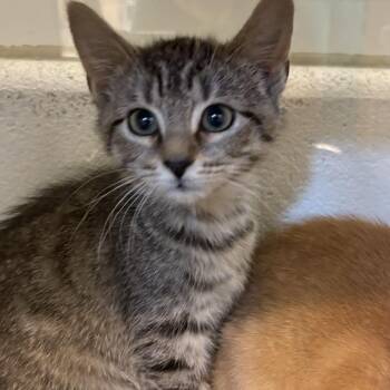 Rev Up Them Fryers -  Domestic Short Hair Cat for Adoption in Gloucester, Virginia - Rev Up Them Fryers | PetCurious