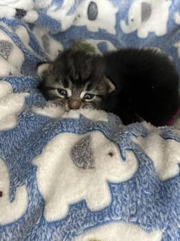 Poppy (Sun) -  Domestic Short Hair Cat Available for Adoption in New York, New York - Poppy (Sun) | PetCurious