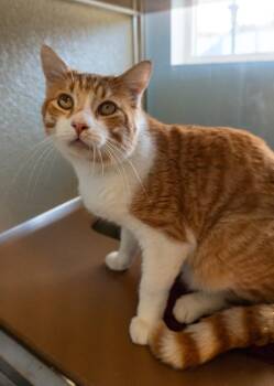Rescue Domestic Short Hair Cats for Adoption in Encinitas, California - Pawtrick Dempsey | PetCurious
