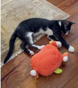 Domestic Short Hair Cats Available for Adoption - Barry | PetCurious